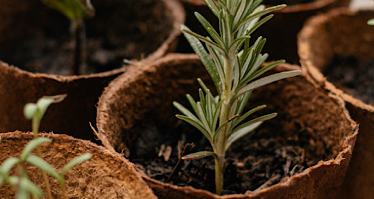 Plant cuttings in pots Lavender cuttings/ gardencare2000